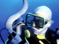 Olive Sea Snake