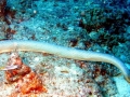Olive Sea Snake