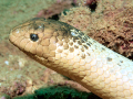 Olive Sea Snake