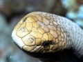 Olive Sea Snake