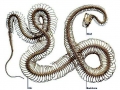 Olive Sea Snake