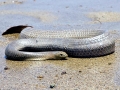 Olive Sea Snake