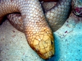 Olive Sea Snake