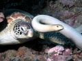Olive Sea Snake