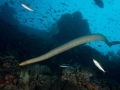 Olive Sea Snake
