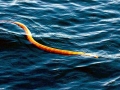 Olive Sea Snake