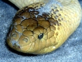 Olive Sea Snake