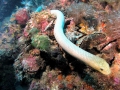 Olive Sea Snake