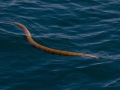 Olive Sea Snake