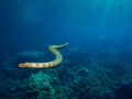 Olive Sea Snake