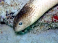 Olive Sea Snake