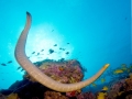 Olive Sea Snake