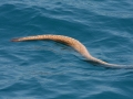 Olive Sea Snake