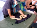 Olive Sea Snake