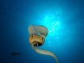 Olive Sea Snake
