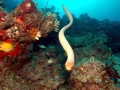 Olive Sea Snake
