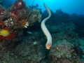 Olive Sea Snake