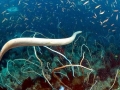 Olive Sea Snake