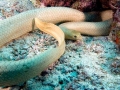 Olive Sea Snake