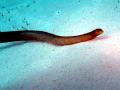 Olive Sea Snake