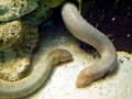 Olive Sea Snake