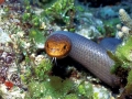 Olive Sea Snake