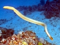 Olive Sea Snake