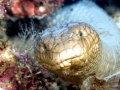 Olive Sea Snake