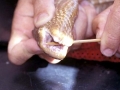 Olive Sea Snake