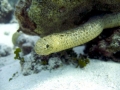 Olive Sea Snake