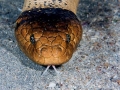 Olive Sea Snake