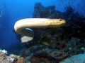 Olive Sea Snake