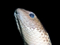 Olive Sea Snake