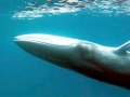 Omura's Whale