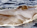 Omura's Whale