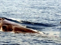 Omura's Whale