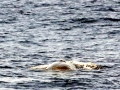 Omura's Whale