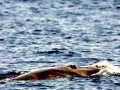 Omura's Whale