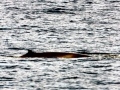 Omura's Whale