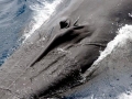 Omura's Whale