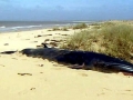 Omura's Whale