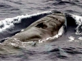 Omura's Whale