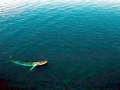 Omura's Whale