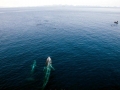 Omura's Whale