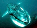Omura's Whale
