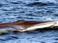 Omura's Whale