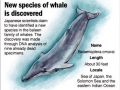 Omura's Whale