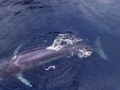 Omura's Whale