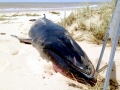 Omura's Whale