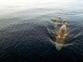 Omura's Whale